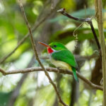 Puerto Rican Tody (image by Eustace Barnes)