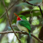 Puerto Rican Tody (image by Eustace Barnes)