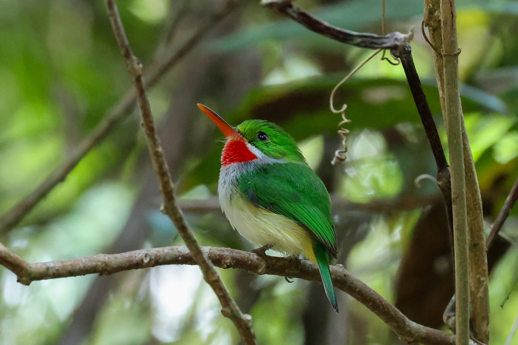 Puerto Rican Tody (image by Eustace Barnes)
