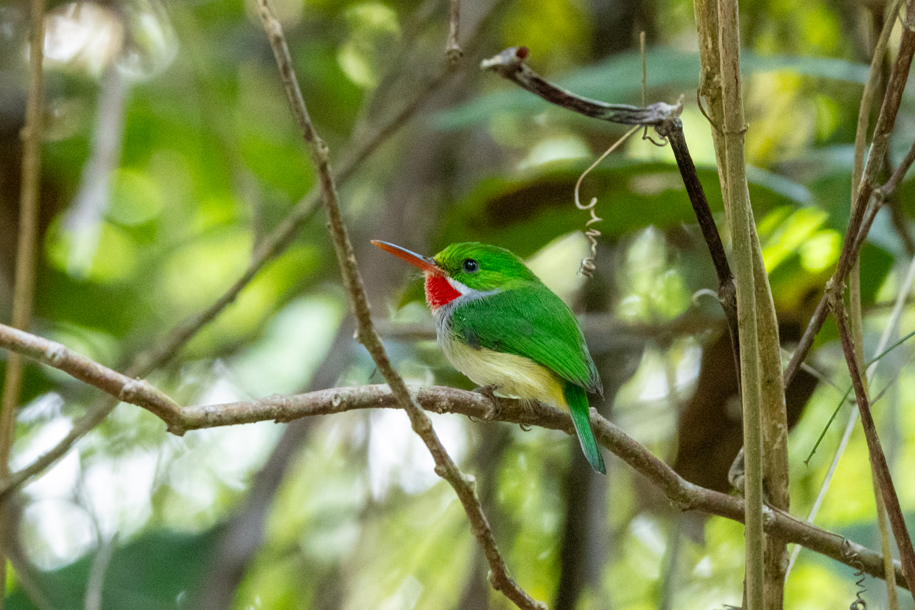Puerto Rican Tody (image by Eustace Barnes)