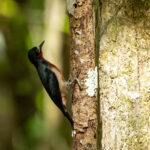 Puerto Rican Woodpecker (image by Eustace Barnes)