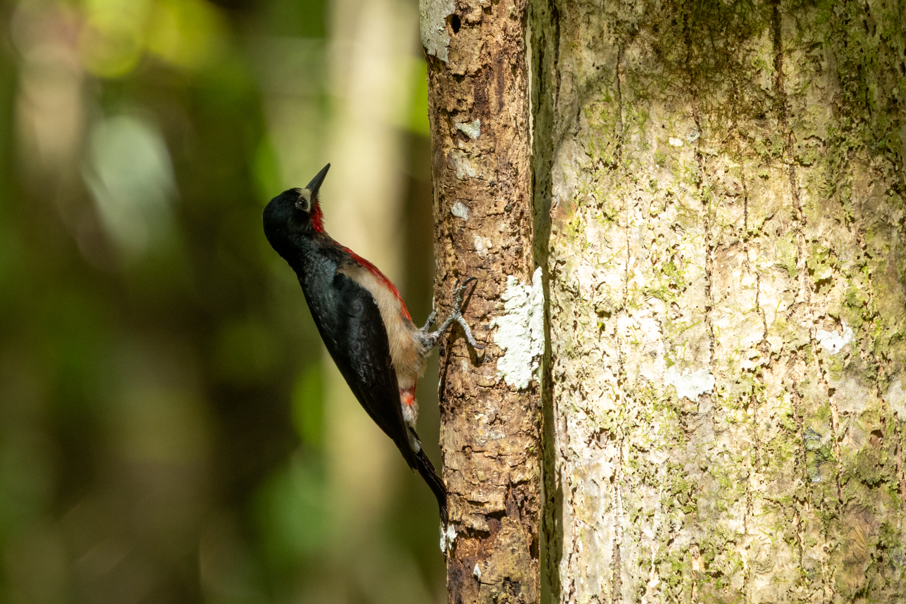 Puerto Rican Woodpecker (image by Eustace Barnes)