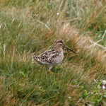 Puna Snipe (image by Leo Garrigues)