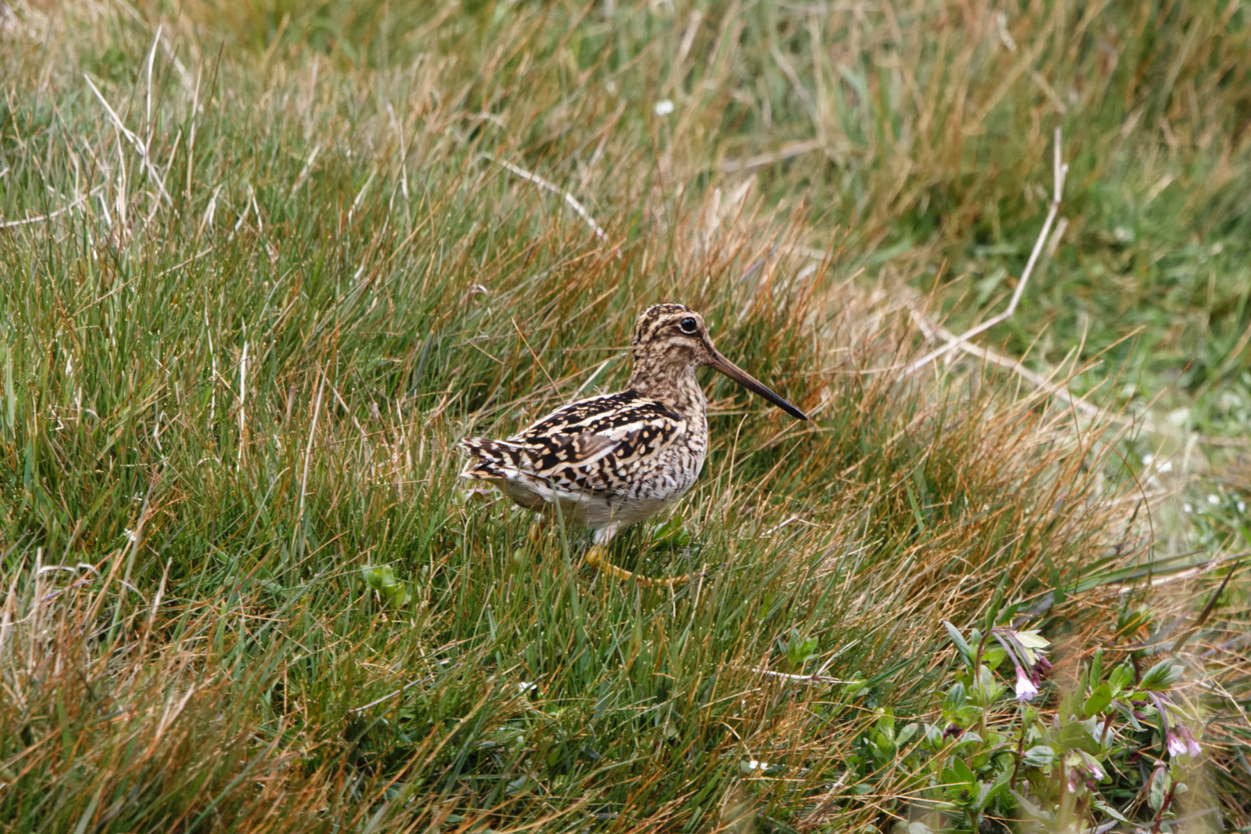Puna Snipe (image by Leo Garrigues)