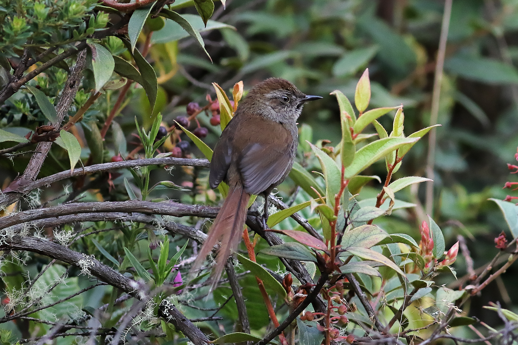 Puna Thistletail (image by Leo Garrigues)