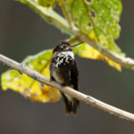 Purple-backed Sunbeam (image by Leo Garrigues)