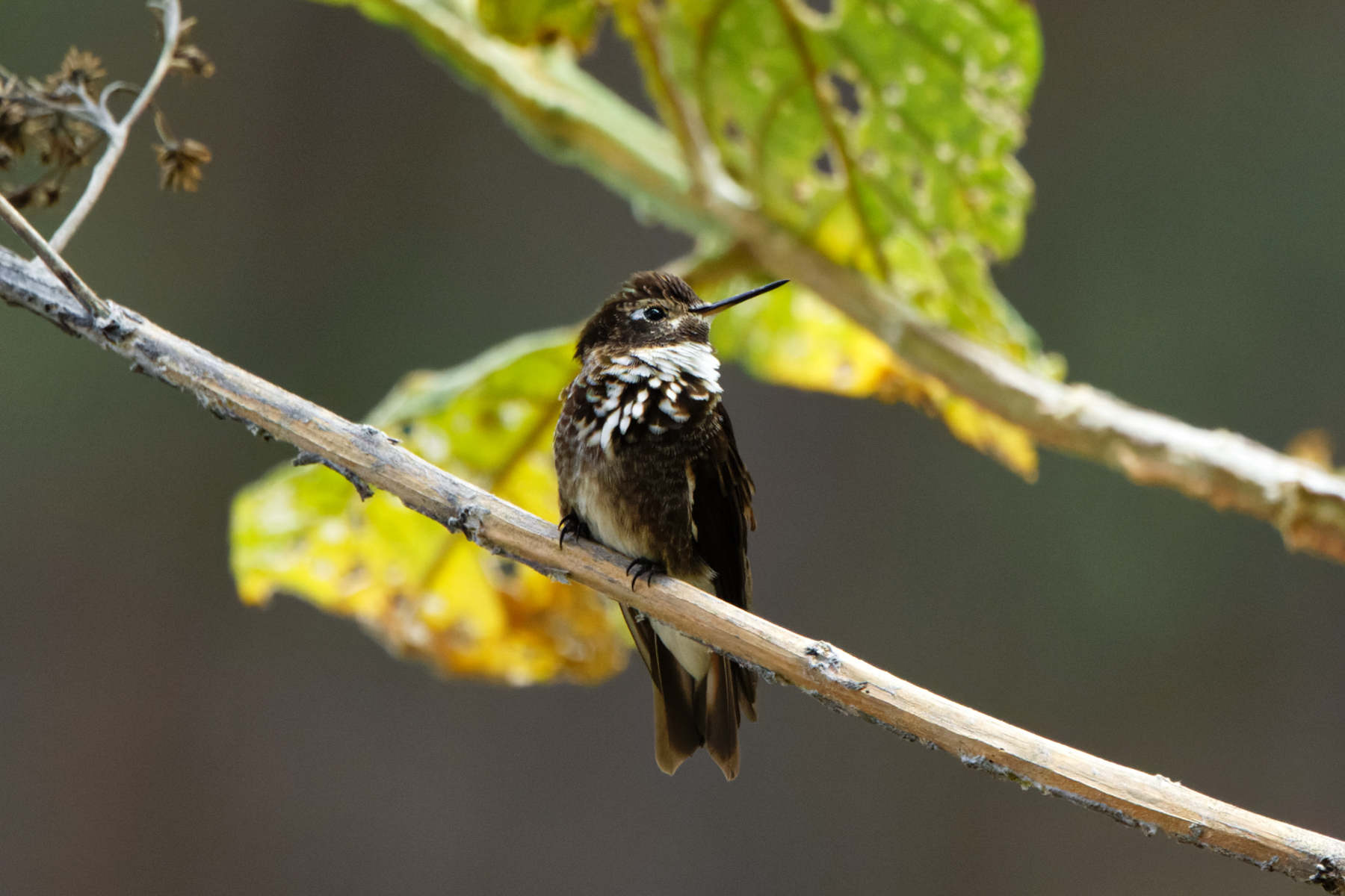 Purple-backed Sunbeam (image by Leo Garrigues)