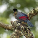 Purple-crested Turaco (image by Mark Beaman)