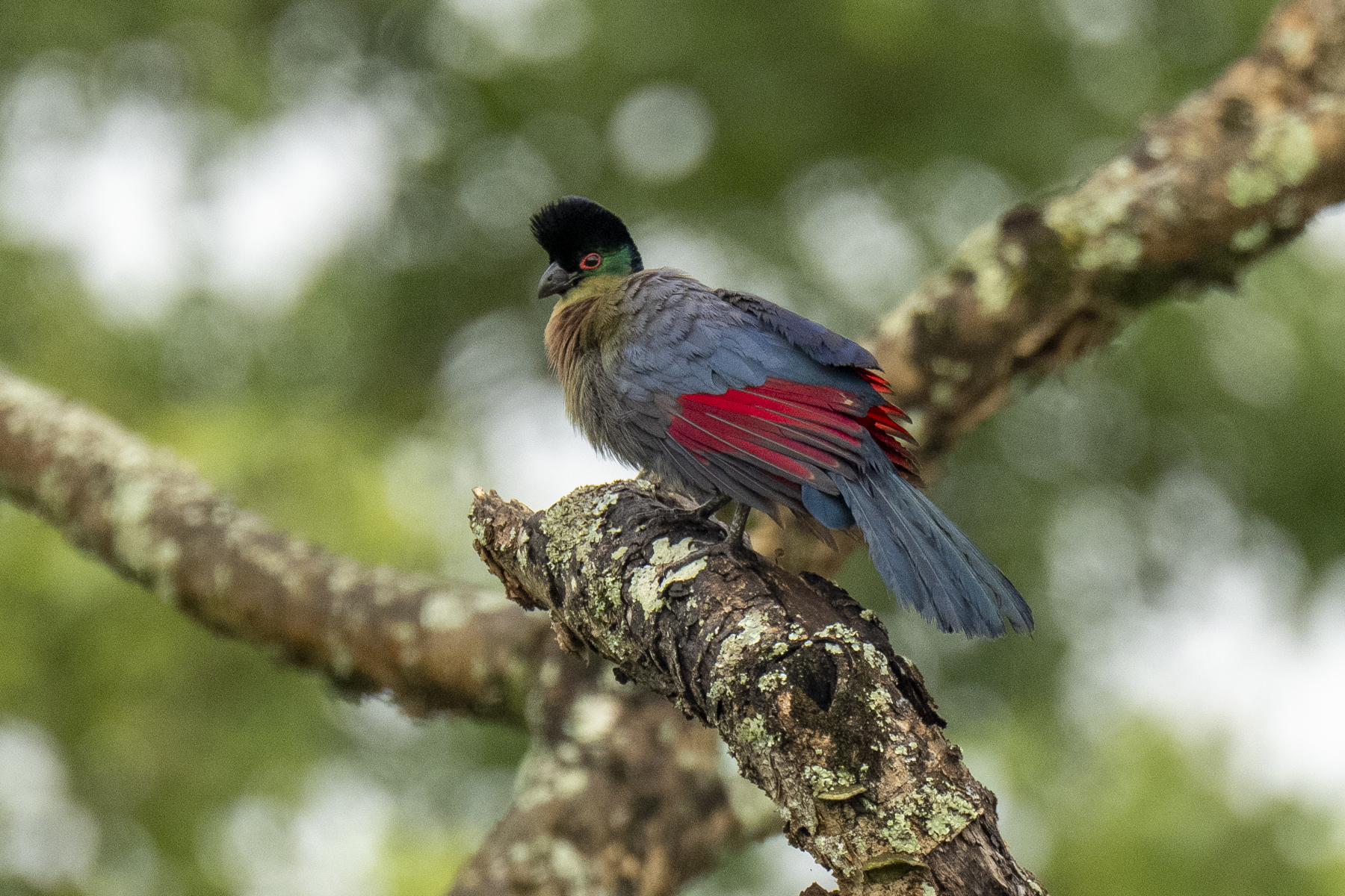 Purple-crested Turaco (image by Mark Beaman)