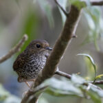 Pygmy Cupwing (image by Dani Balla)