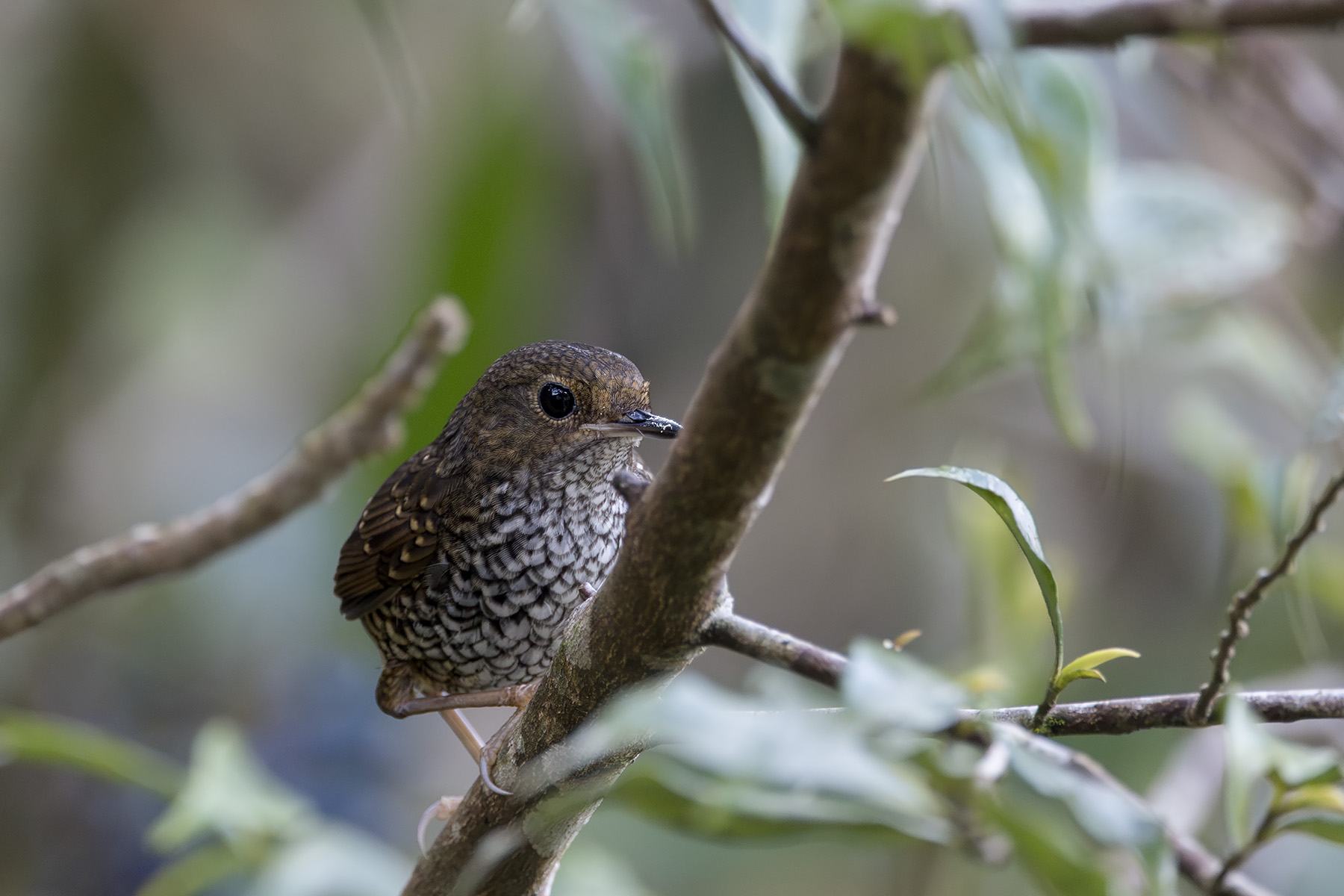 Pygmy Cupwing (image by Dani Balla)