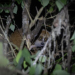 Pygmy Slow Loris (image by Dani Balla)