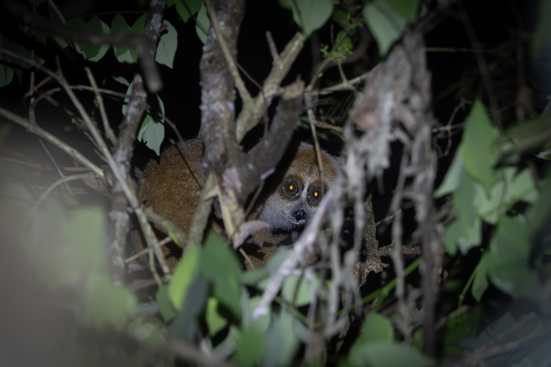 Pygmy Slow Loris (image by Dani Balla)
