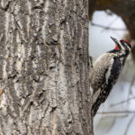 Red-naped Sapsucker (image by Mike Watson)