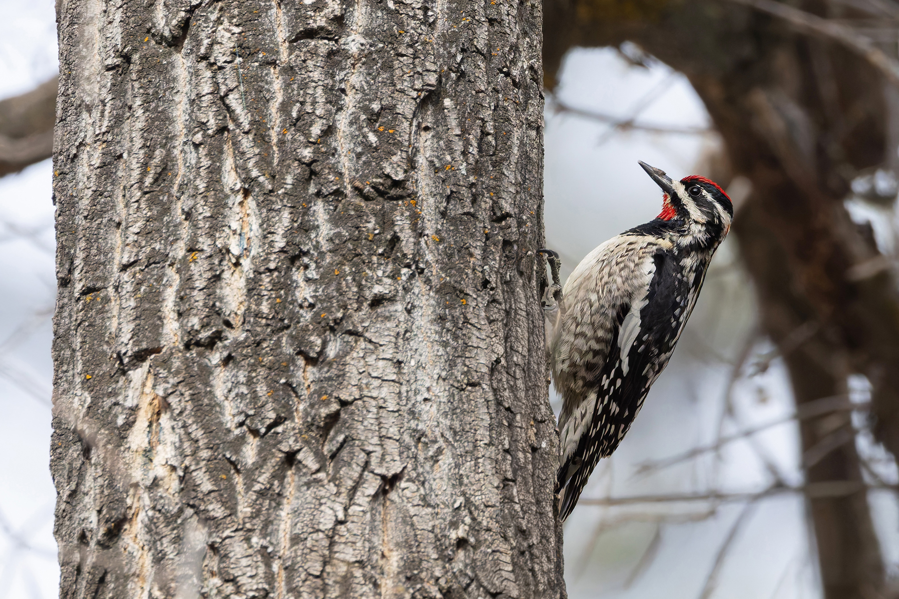 Red-naped Sapsucker (image by Mike Watson)