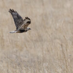 Rough-legged Buzzard (image by Mike Watson)