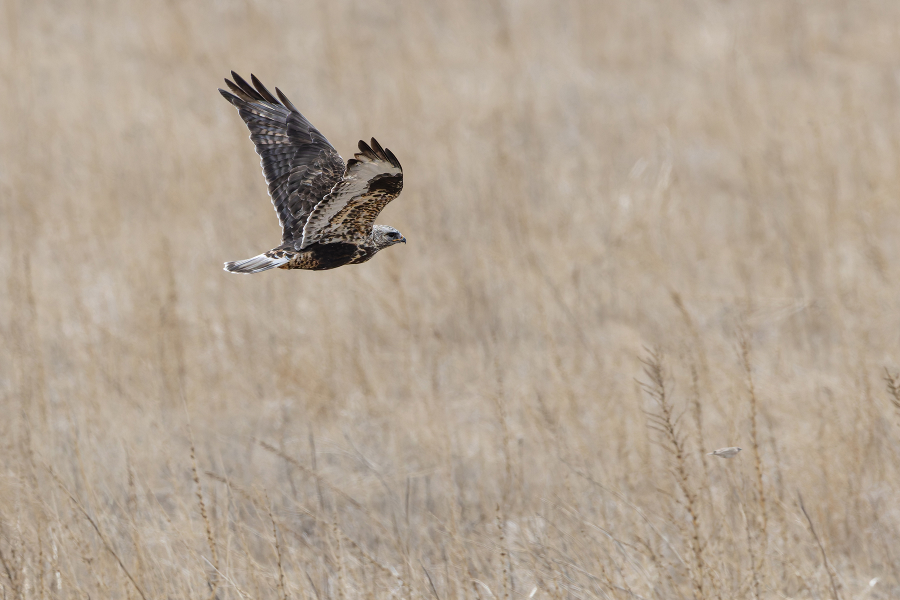 Rough-legged Buzzard (image by Mike Watson)