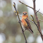Red Crossbill (image by Mike Watson)
