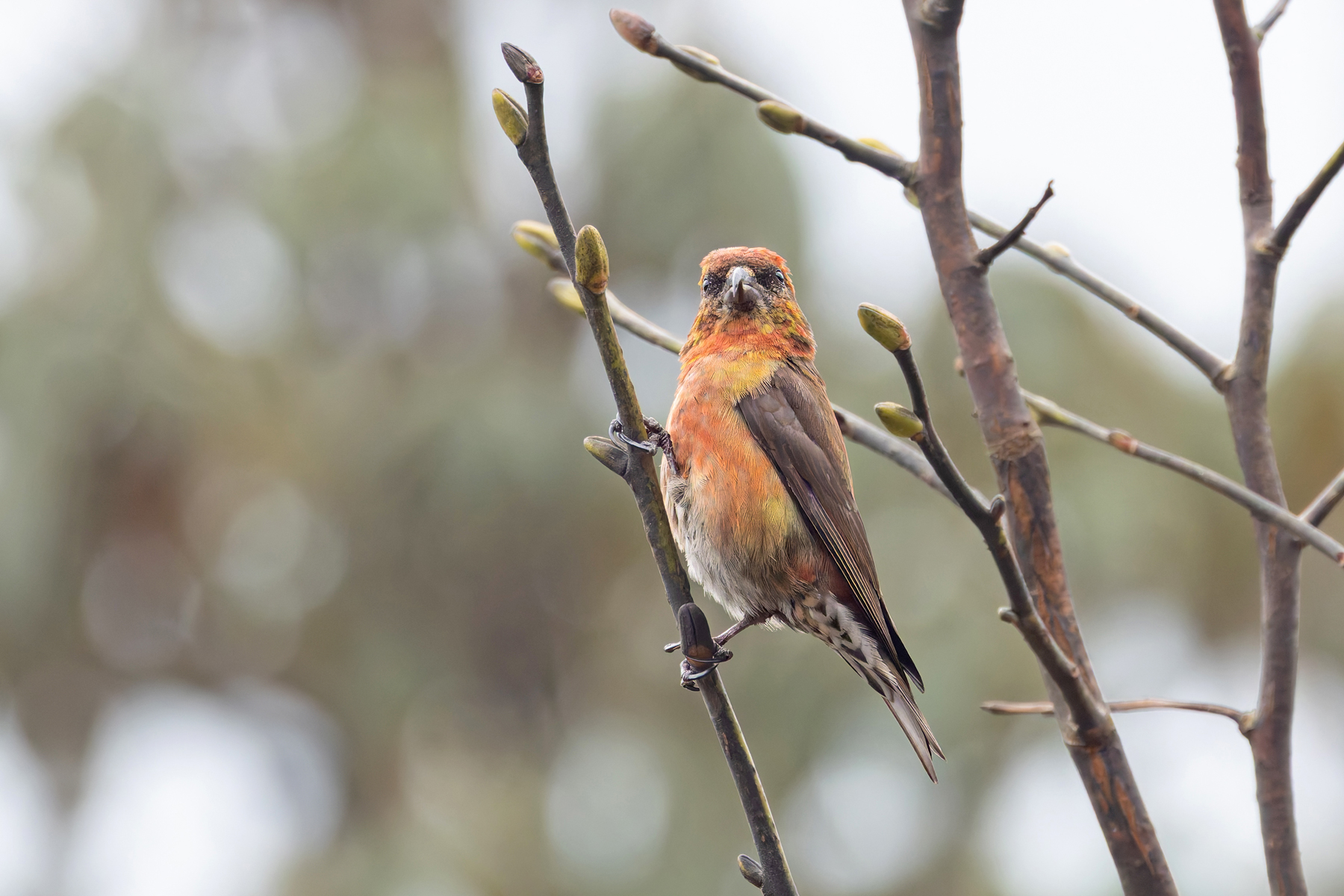 Red Crossbill (image by Mike Watson)