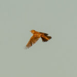 Red Lark (image by Mark Beaman)