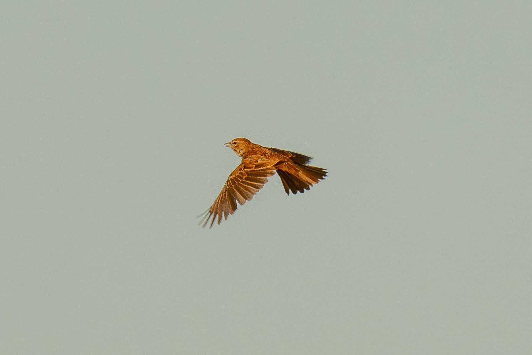 Red Lark (image by Mark Beaman)