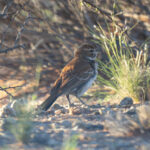 Red Lark (image by Mark Beaman)