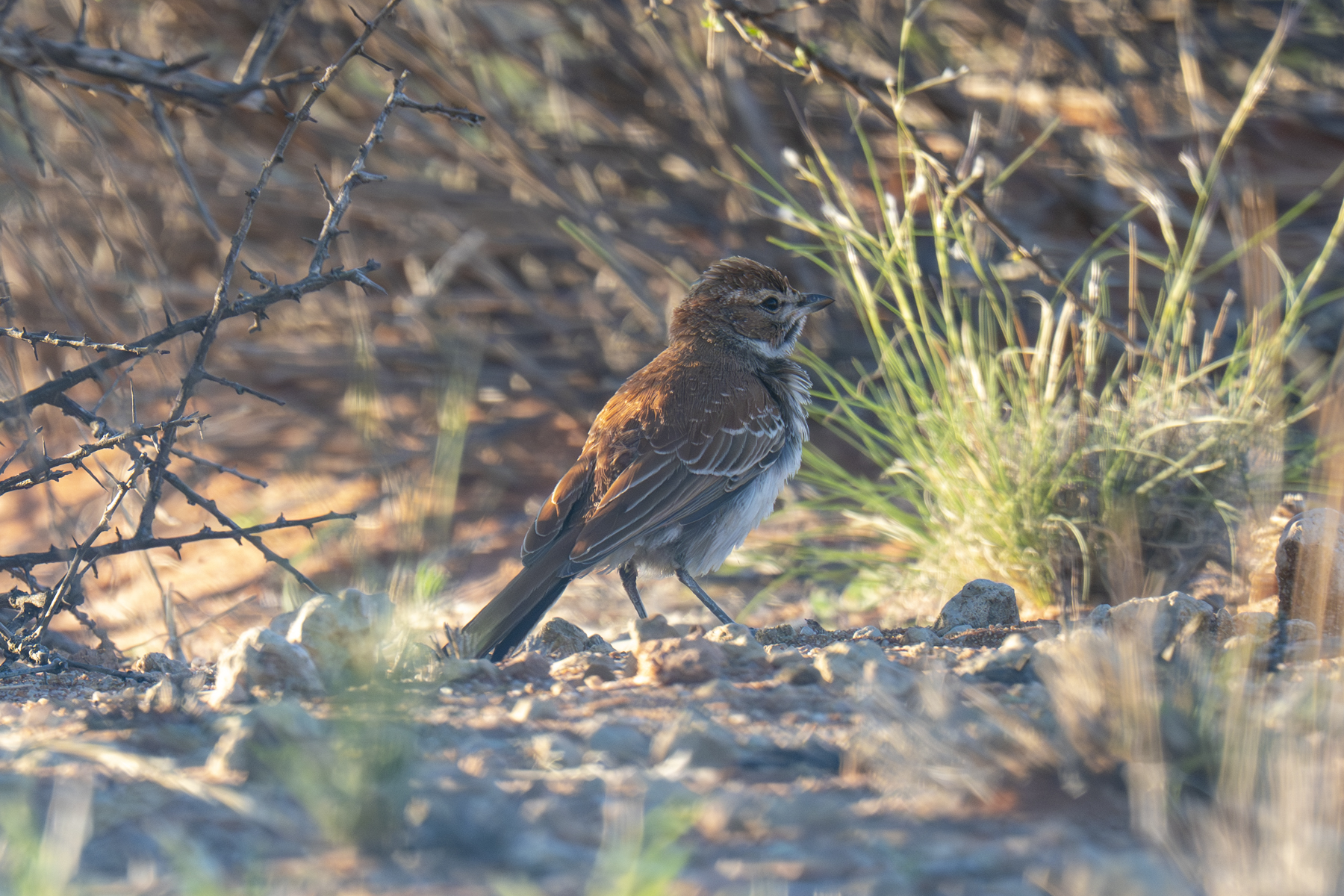 Red Lark (image by Mark Beaman)