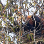 Red Panda (image by Mike Watson)