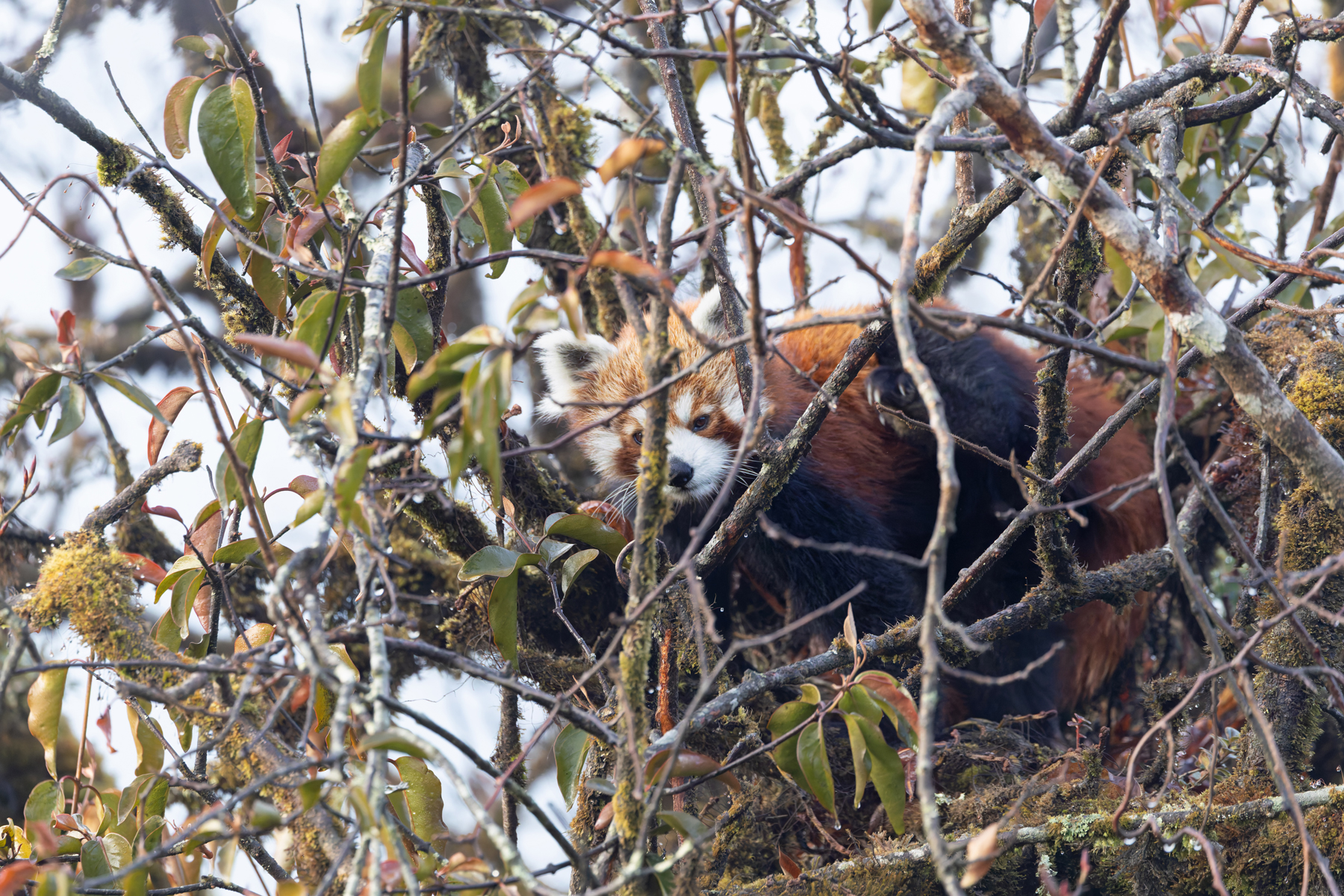 Red Panda (image by Mike Watson)