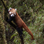 Red Panda (image by Mike Watson)