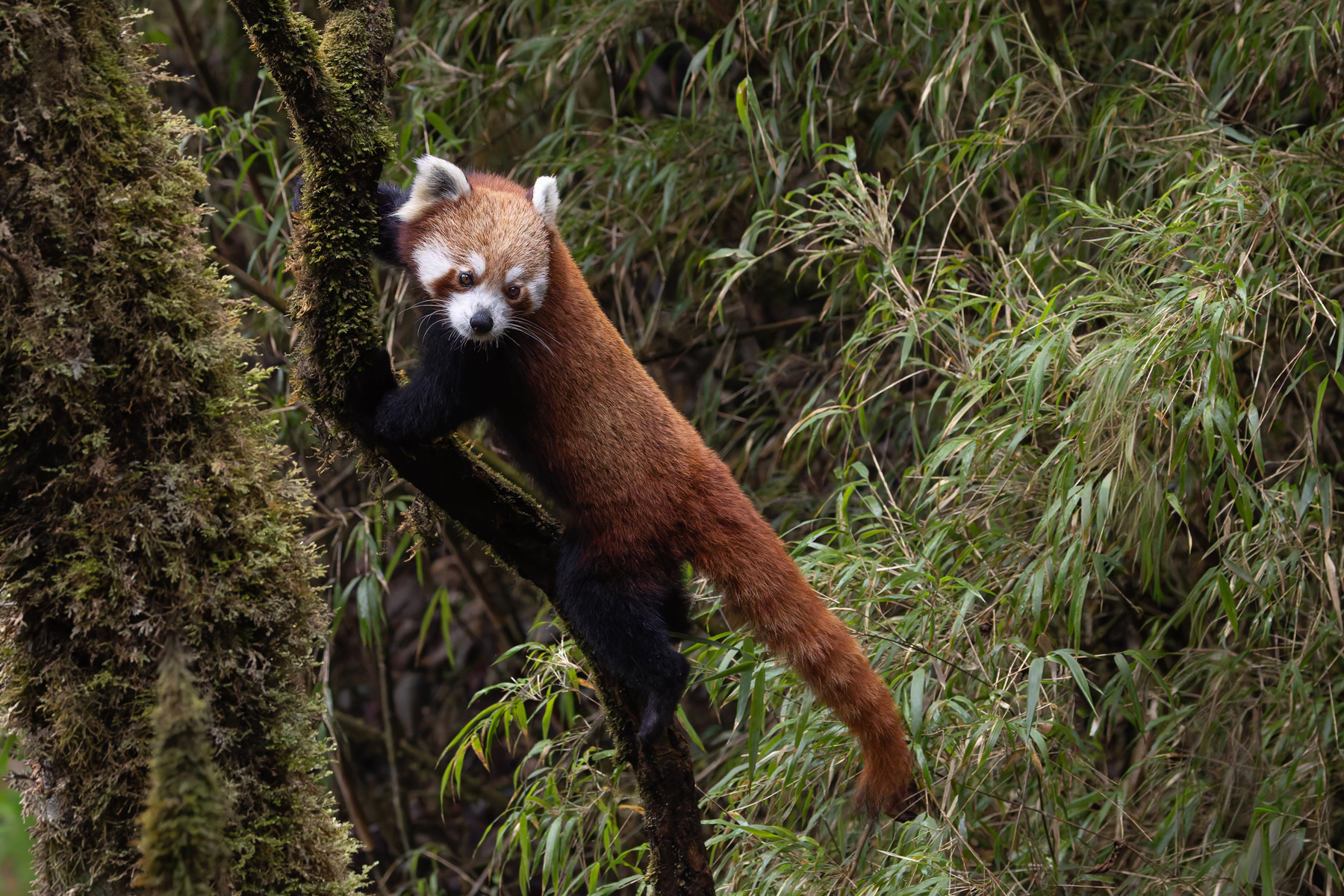 Red Panda (image by Mike Watson)