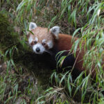 Red Panda (image by Mike Watson)