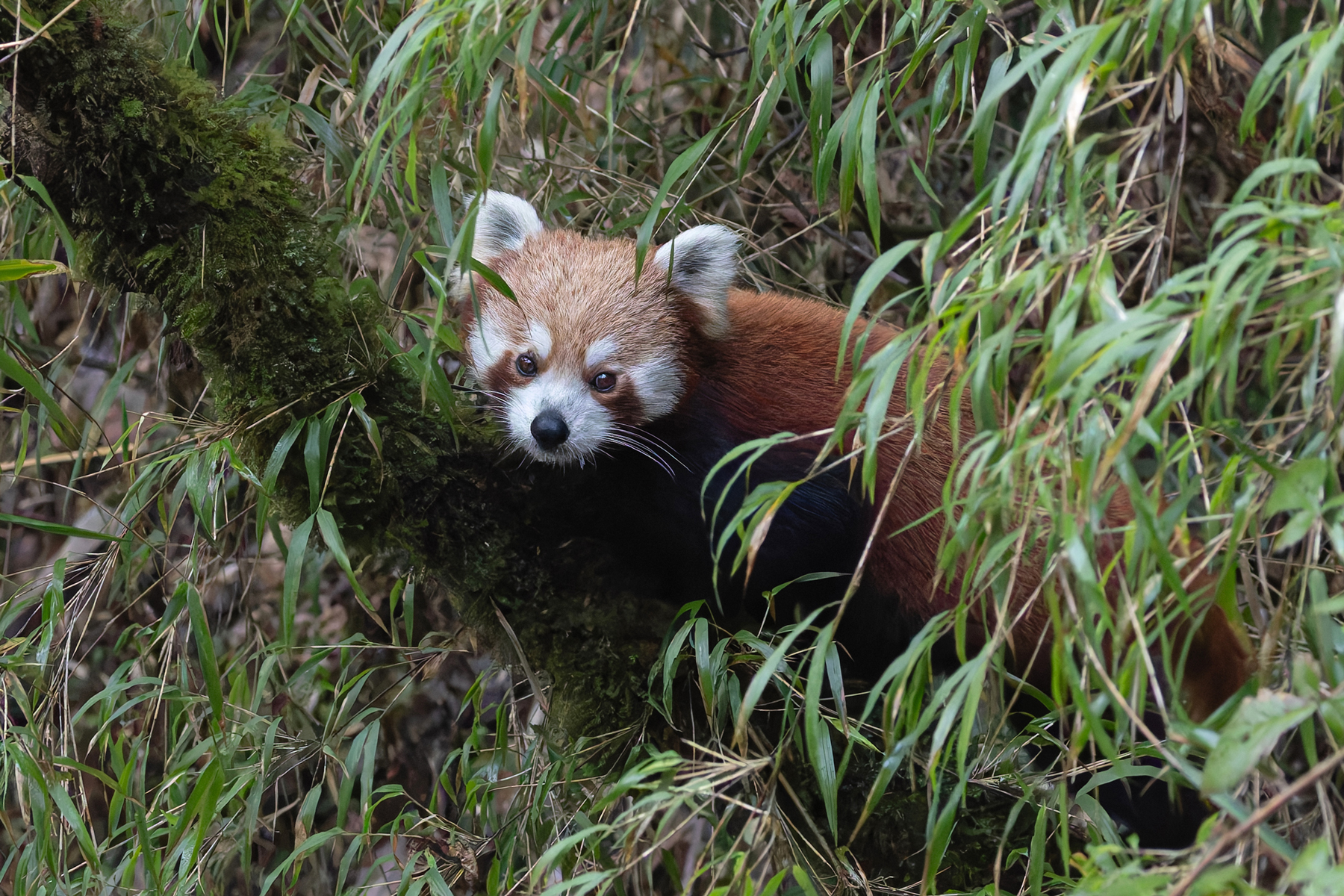 Red Panda (image by Mike Watson)