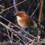 Red-and-white Antpitta (image by Leo Garrigues)