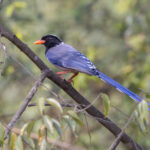 Red-billed Blue Magpie (image by Mike Watson)