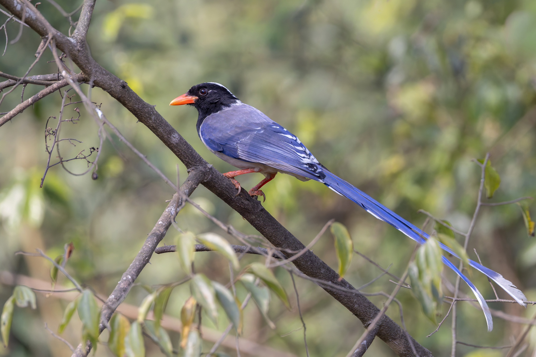 Red-billed Blue Magpie (image by Mike Watson)
