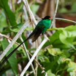 Red-billed Streamertail (image by Eustace Barnes)