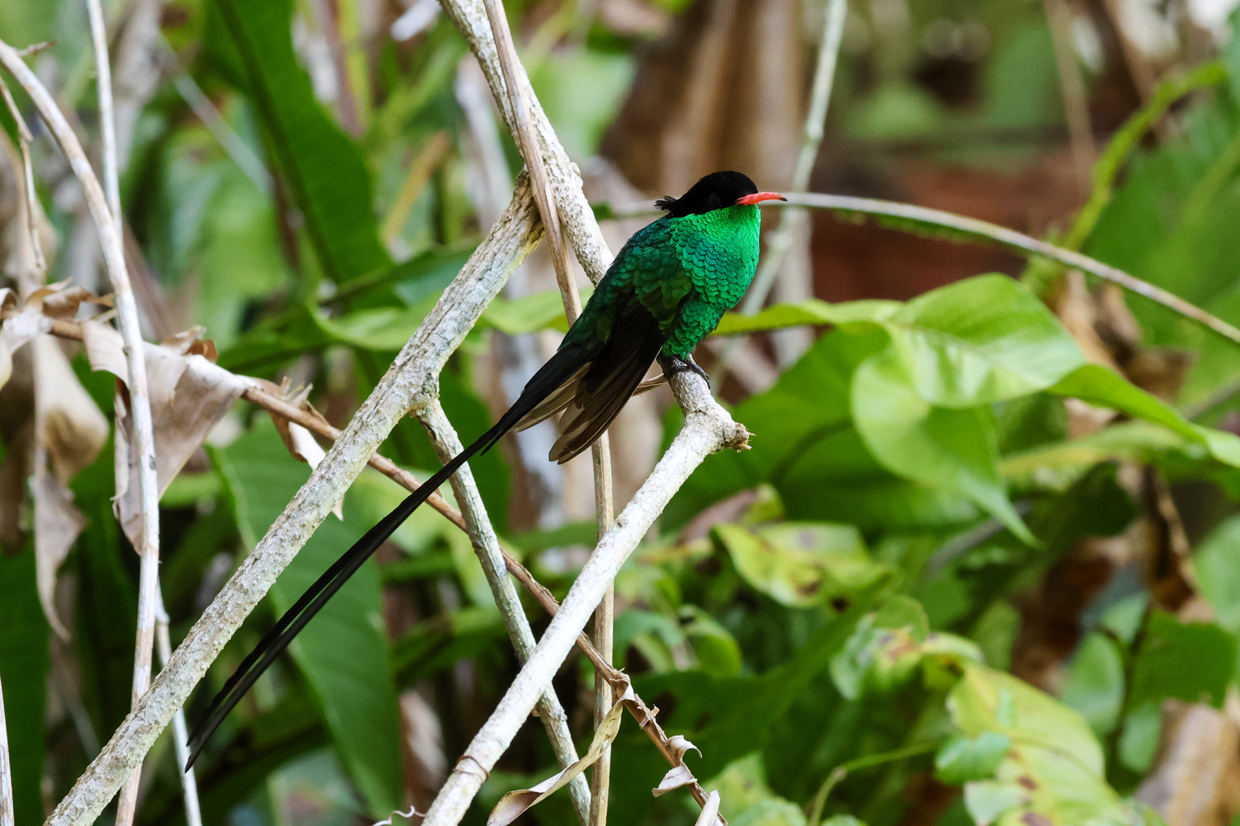 Red-billed Streamertail (image by Eustace Barnes)