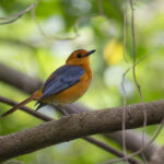 Red-capped Robin-Chat (image by Mark Beaman)