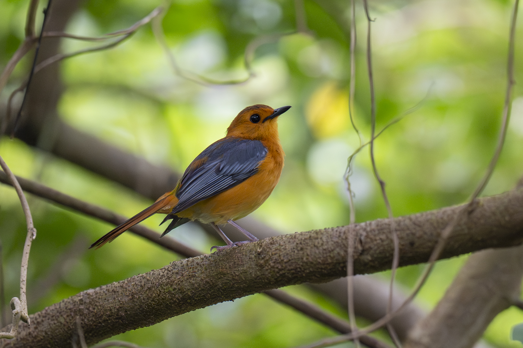 Red-capped Robin-Chat (image by Mark Beaman)