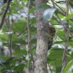 Red-collared Woodpecker (image by Dani Balla)