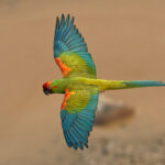 Red-fronted Macaw (image by Leo Garrigues)