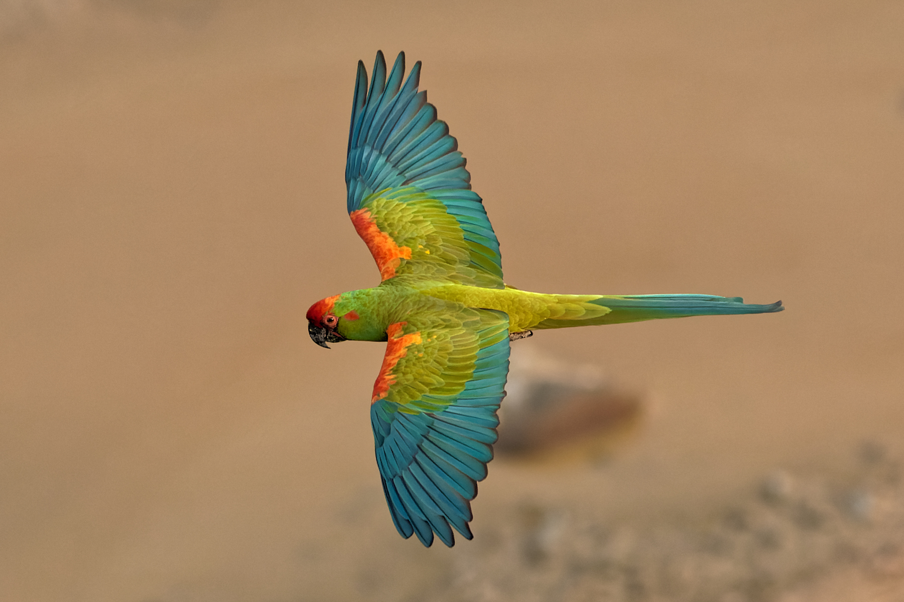 Red-fronted Macaw (image by Leo Garrigues)