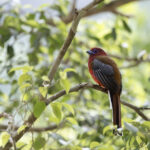 Red-headed Trogon (image by Dani Balla)