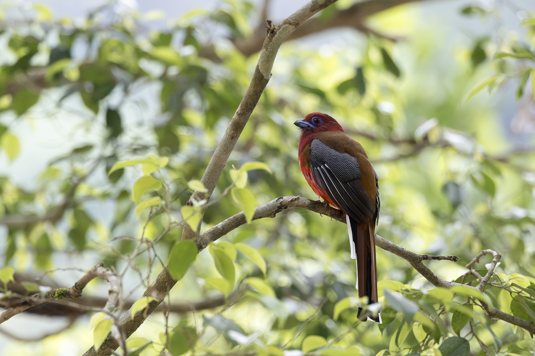 Red-headed Trogon (image by Dani Balla)