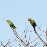 Red-masked Parakeets (image by Leo Garrigues)