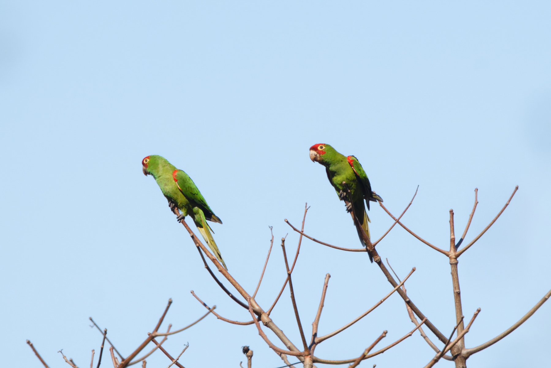 Red-masked Parakeets (image by Leo Garrigues)