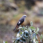 Red-rumped Bush-Tyrant (image by Leo Garrigues)