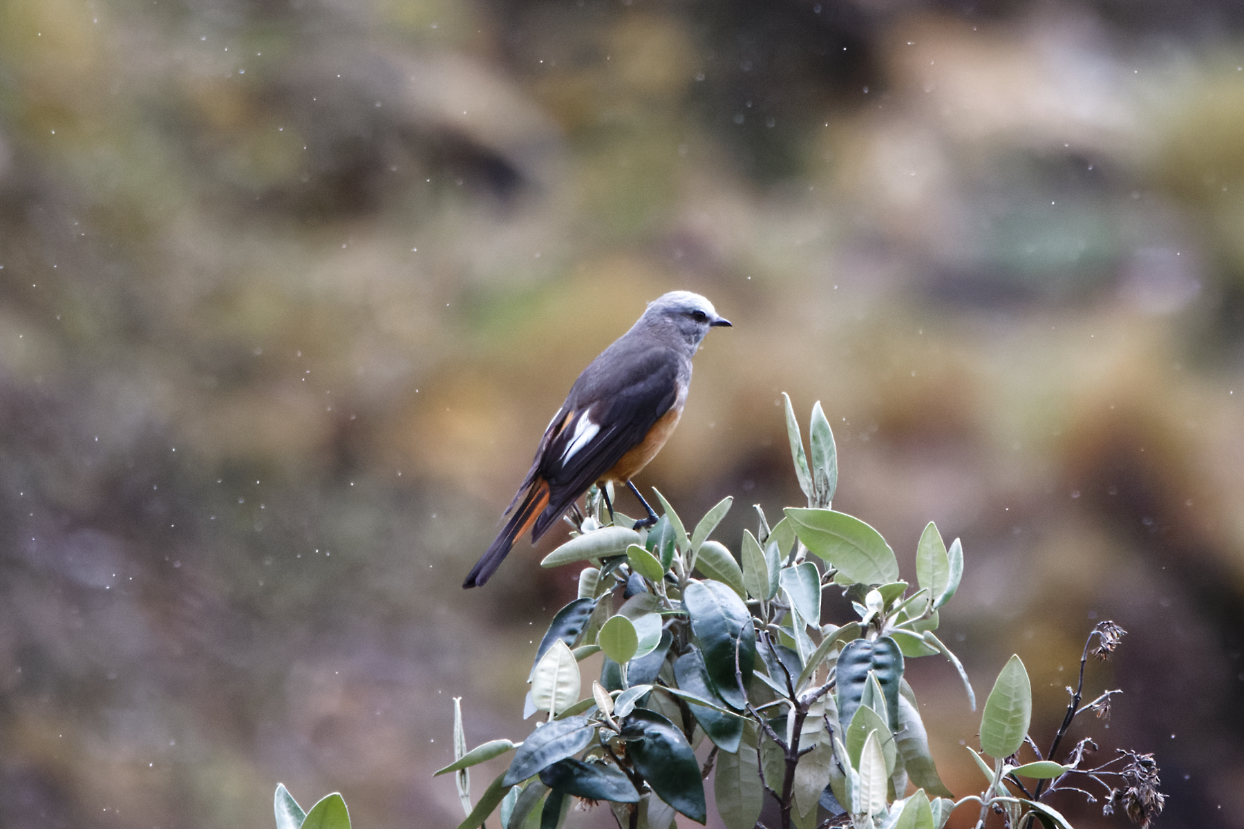 Red-rumped Bush-Tyrant (image by Leo Garrigues)