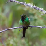 Red-tailed Comet (image by Leo Garrigues)